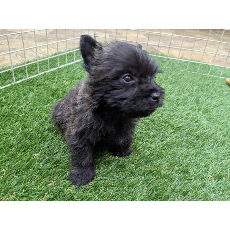 販売中の千葉県のミックス犬-435990の3枚目