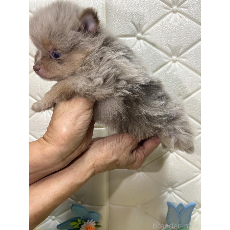 販売中の茨城県のポメラニアン-435987の2枚目