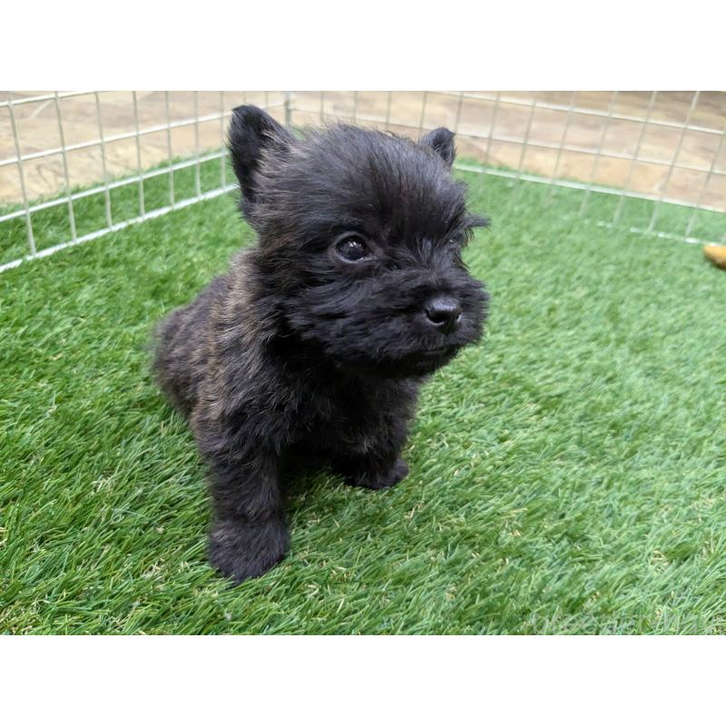 販売中の千葉県のミックス犬-435990の2枚目