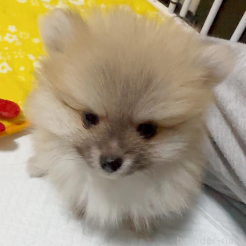 販売中の兵庫県のポメラニアン-435995の3枚目