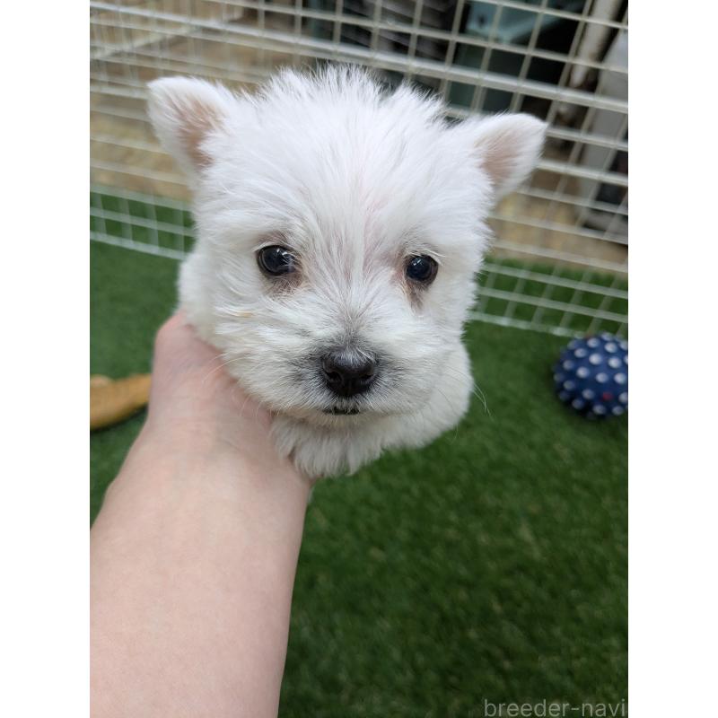 販売中の千葉県のミックス犬-435996の10枚目