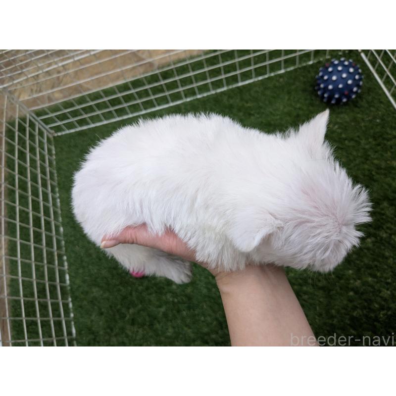 販売中の千葉県のミックス犬-435996の8枚目