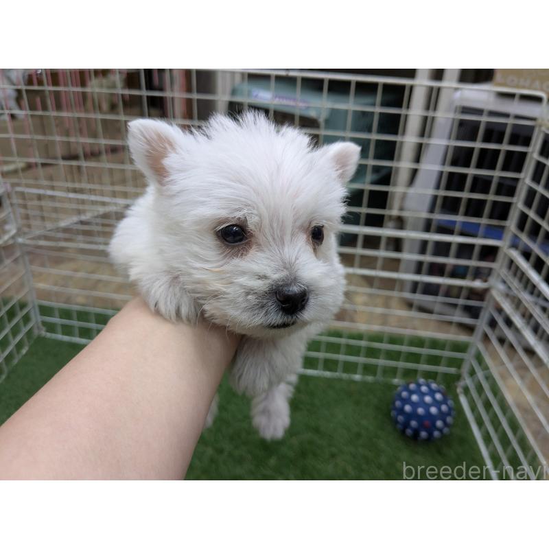 販売中の千葉県のミックス犬-435996の7枚目