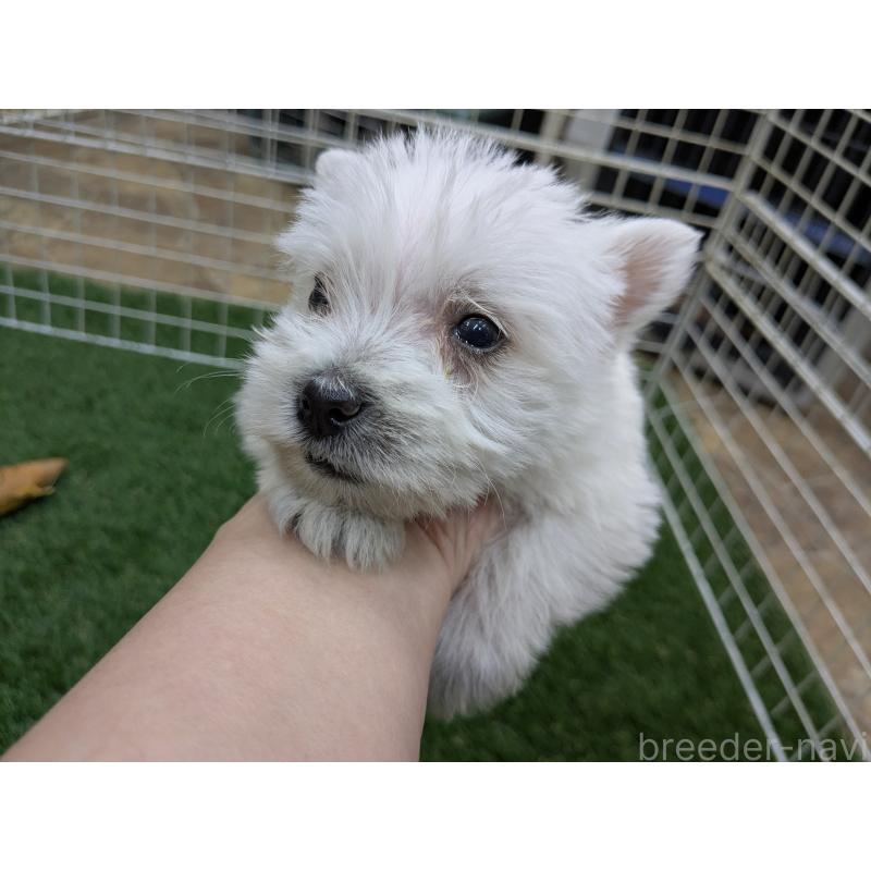 販売中の千葉県のミックス犬-435996の6枚目