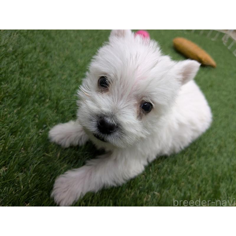 販売中の千葉県のミックス犬-435996の5枚目