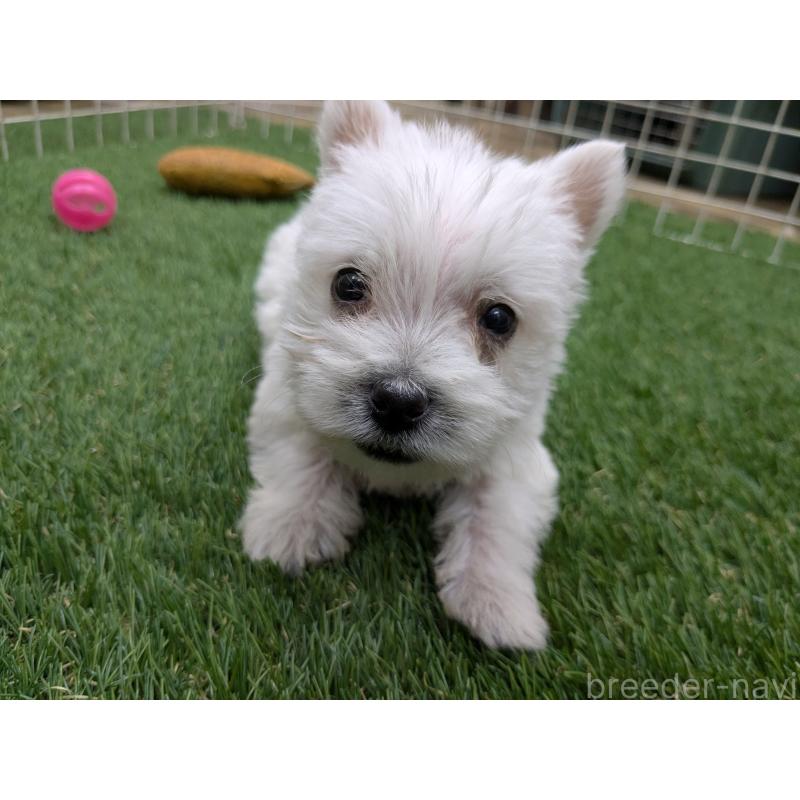 販売中の千葉県のミックス犬-435996の4枚目