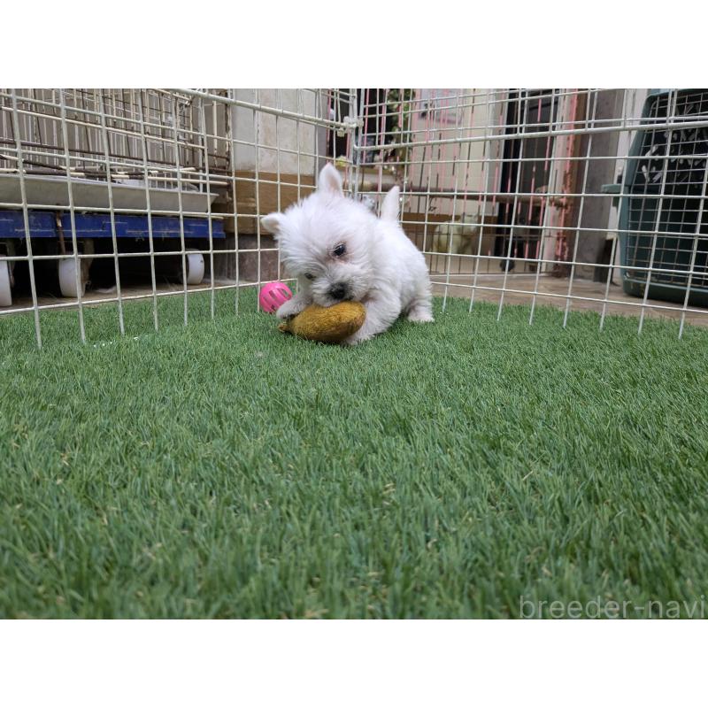 販売中の千葉県のミックス犬-435996の3枚目