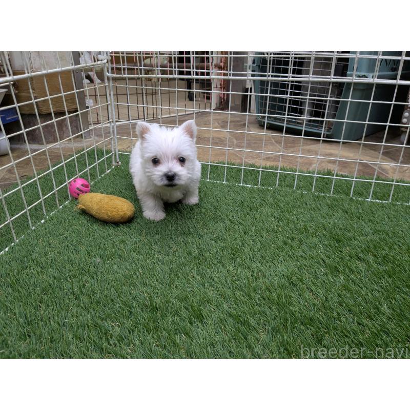 販売中の千葉県のミックス犬-435996の2枚目