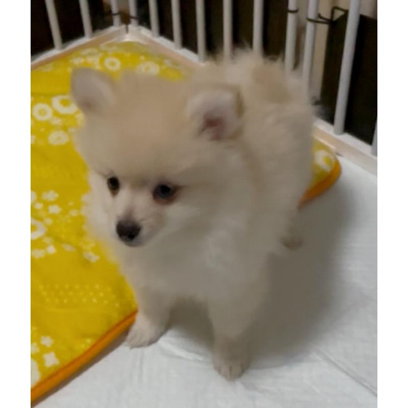 販売中の兵庫県のポメラニアン-435998の5枚目