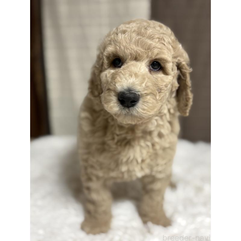 成約済の茨城県のスタンダードプードル-433632の10枚目