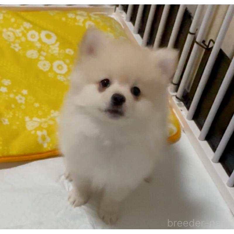 販売中の兵庫県のポメラニアン-435998の4枚目