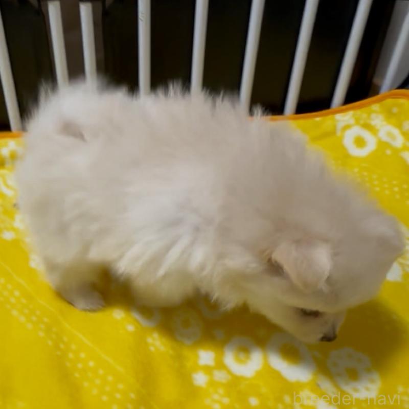 販売中の兵庫県のポメラニアン-435998の3枚目