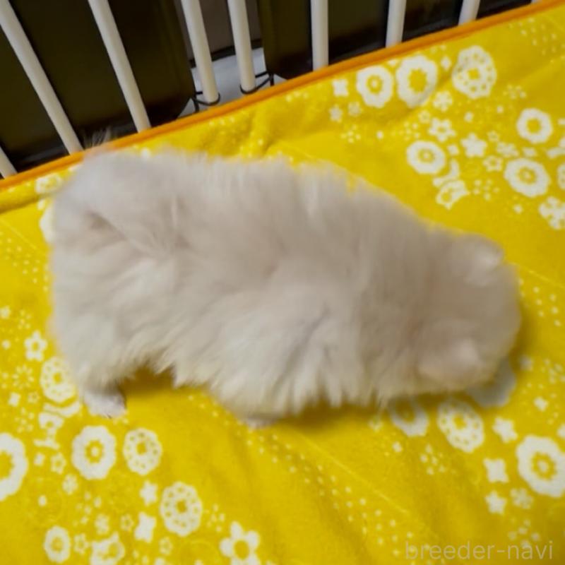 販売中の兵庫県のポメラニアン-435998の2枚目