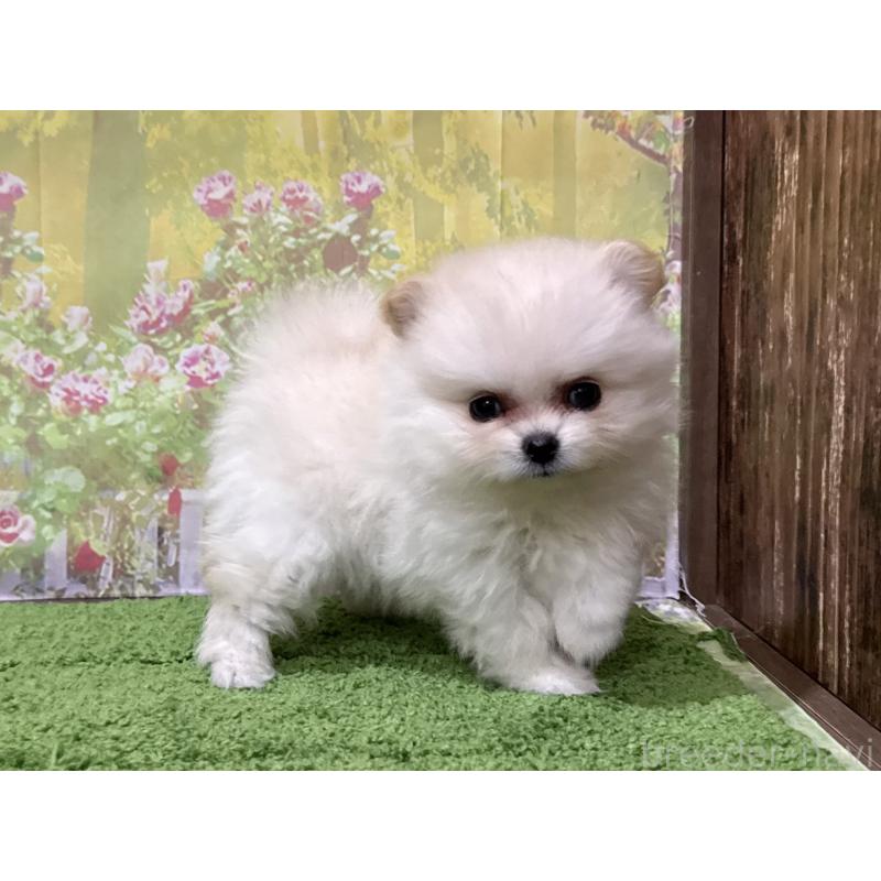 販売中の埼玉県のポメラニアン-435997の4枚目