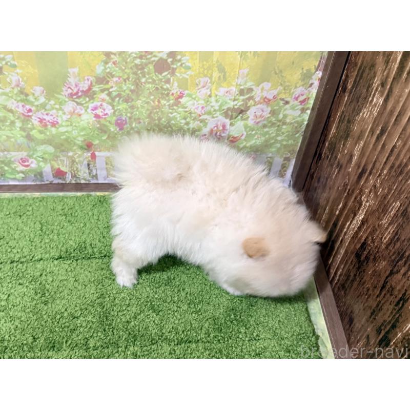 販売中の埼玉県のポメラニアン-435997の3枚目