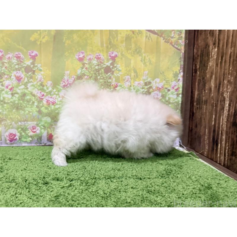 販売中の埼玉県のポメラニアン-435997の2枚目