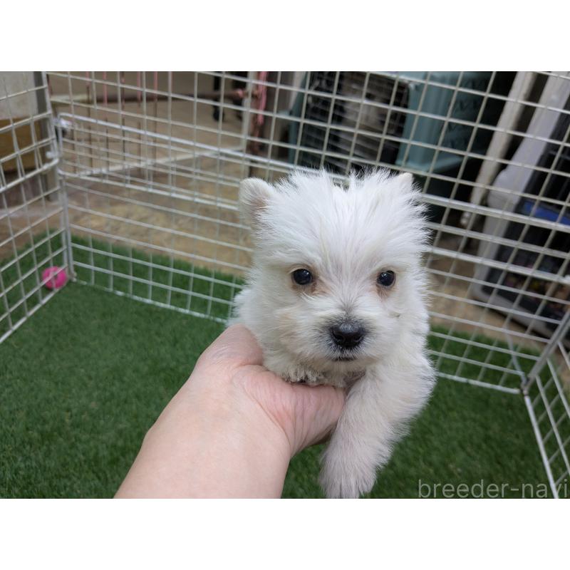 販売中の千葉県のミックス犬-435999の19枚目