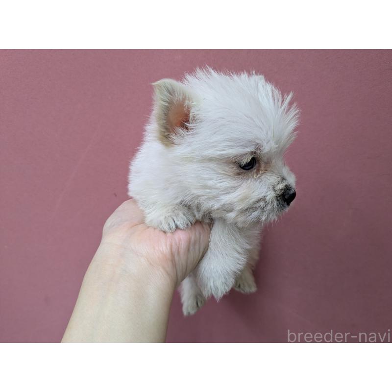 販売中の千葉県のミックス犬-435999の18枚目