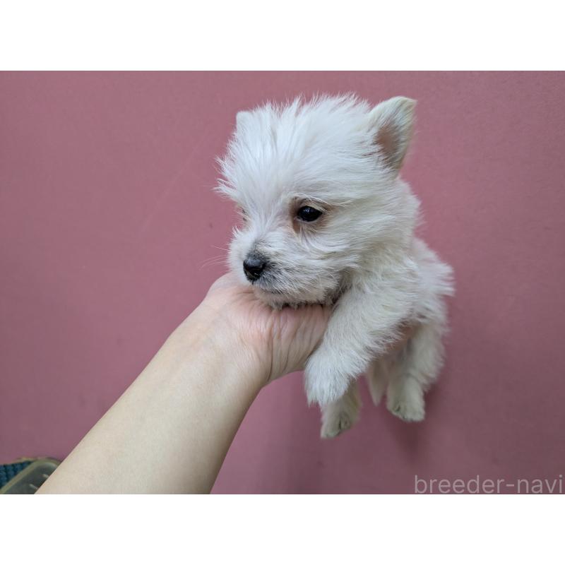 販売中の千葉県のミックス犬-435999の17枚目