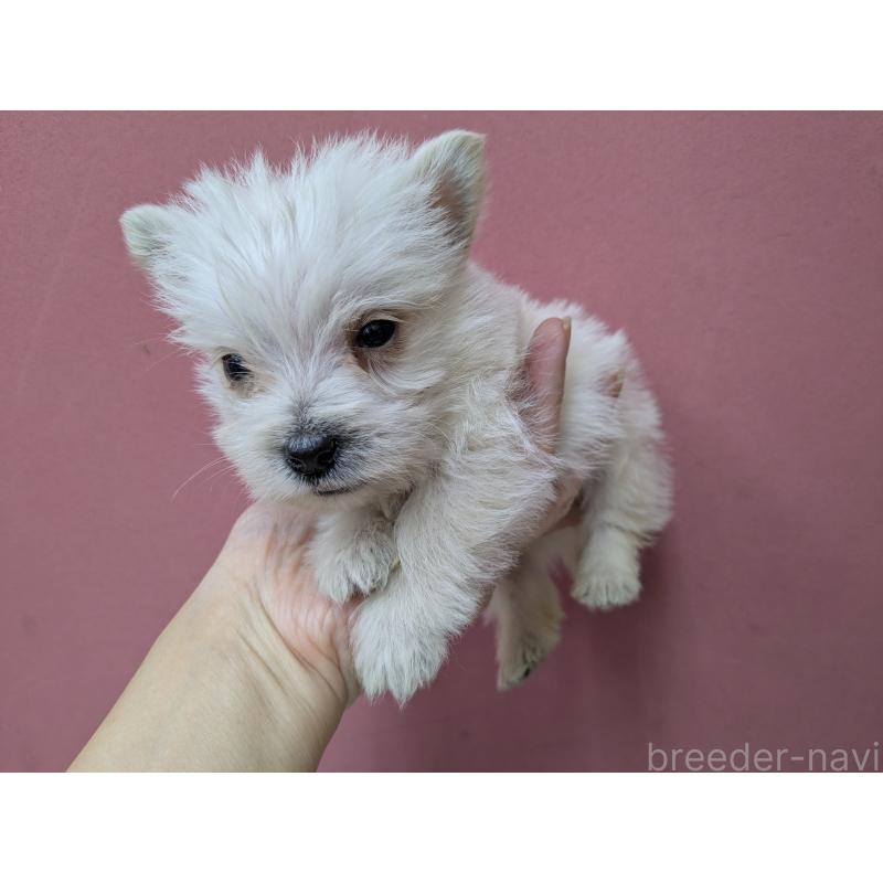 販売中の千葉県のミックス犬-435999の14枚目