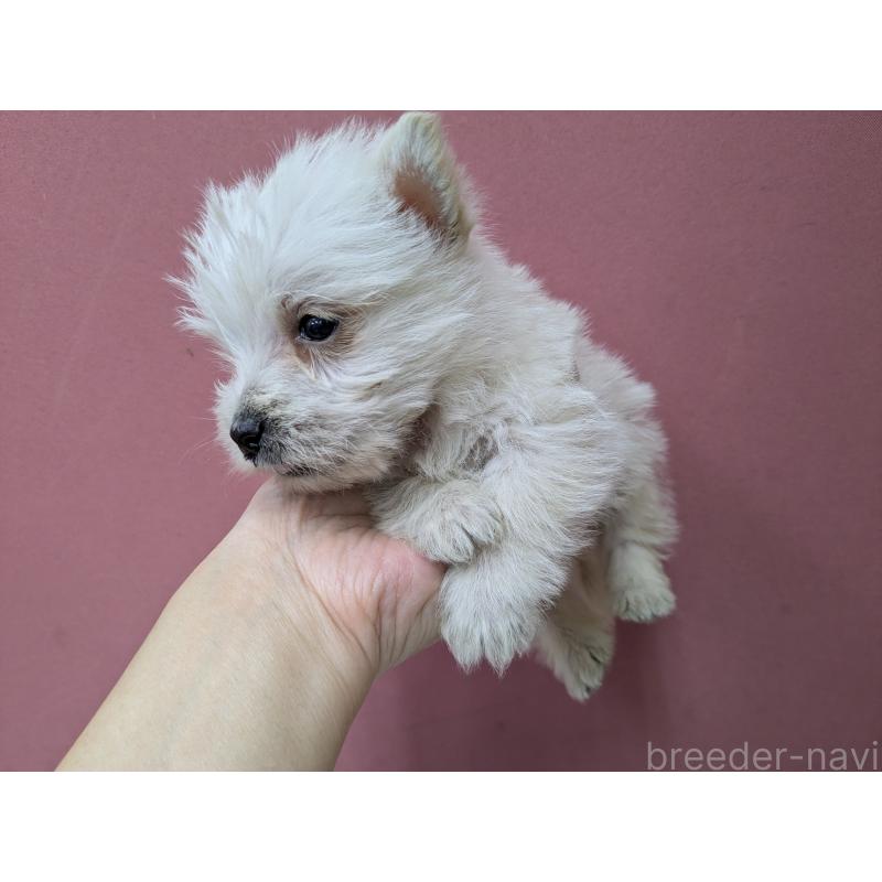 販売中の千葉県のミックス犬-435999の12枚目