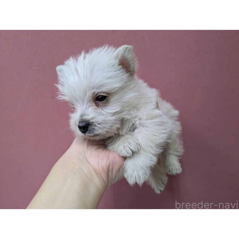 販売中の千葉県のミックス犬-435999の11枚目