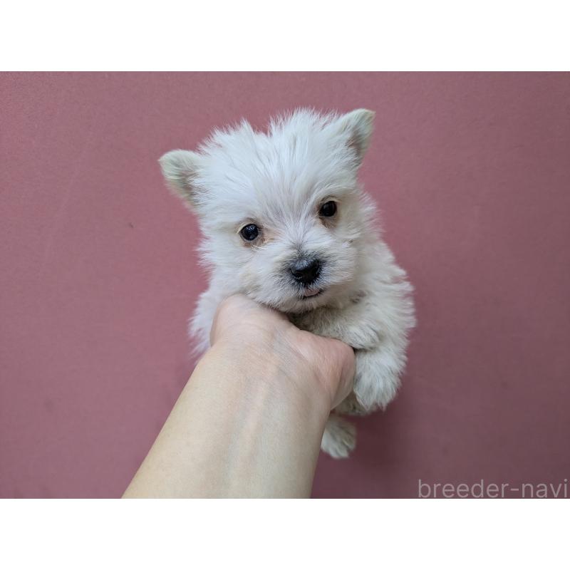 販売中の千葉県のミックス犬-435999の10枚目