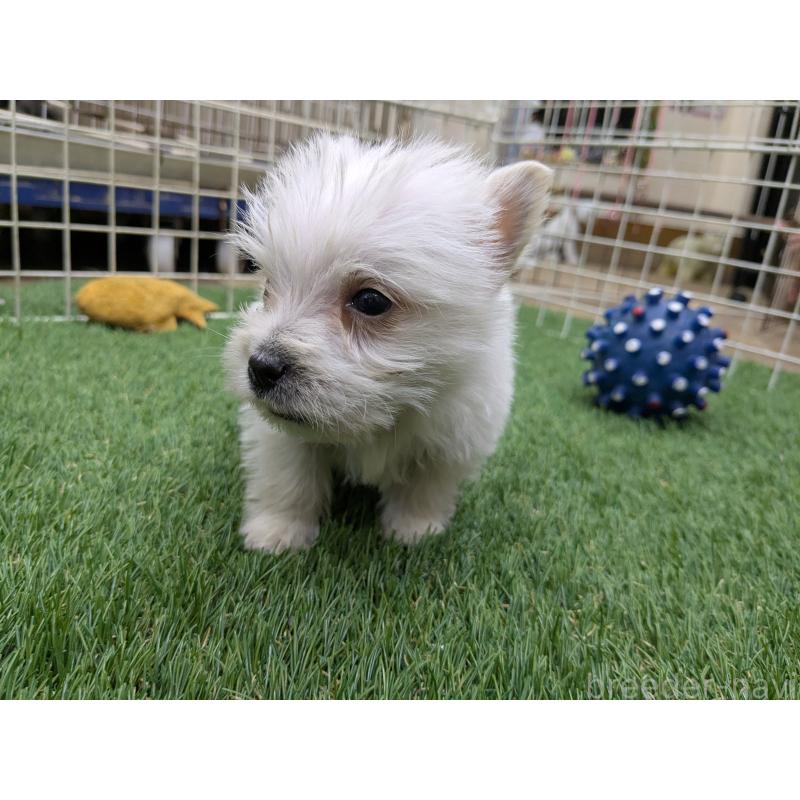 販売中の千葉県のミックス犬-435999の9枚目