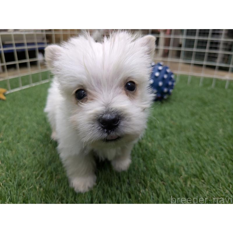 販売中の千葉県のミックス犬-435999の8枚目