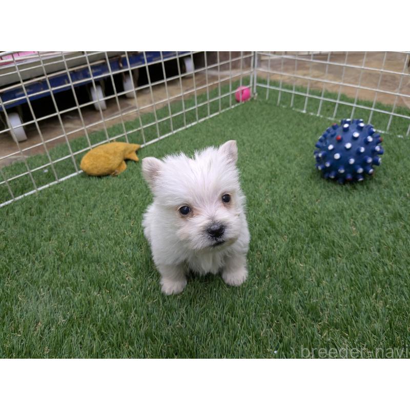 販売中の千葉県のミックス犬-435999の7枚目