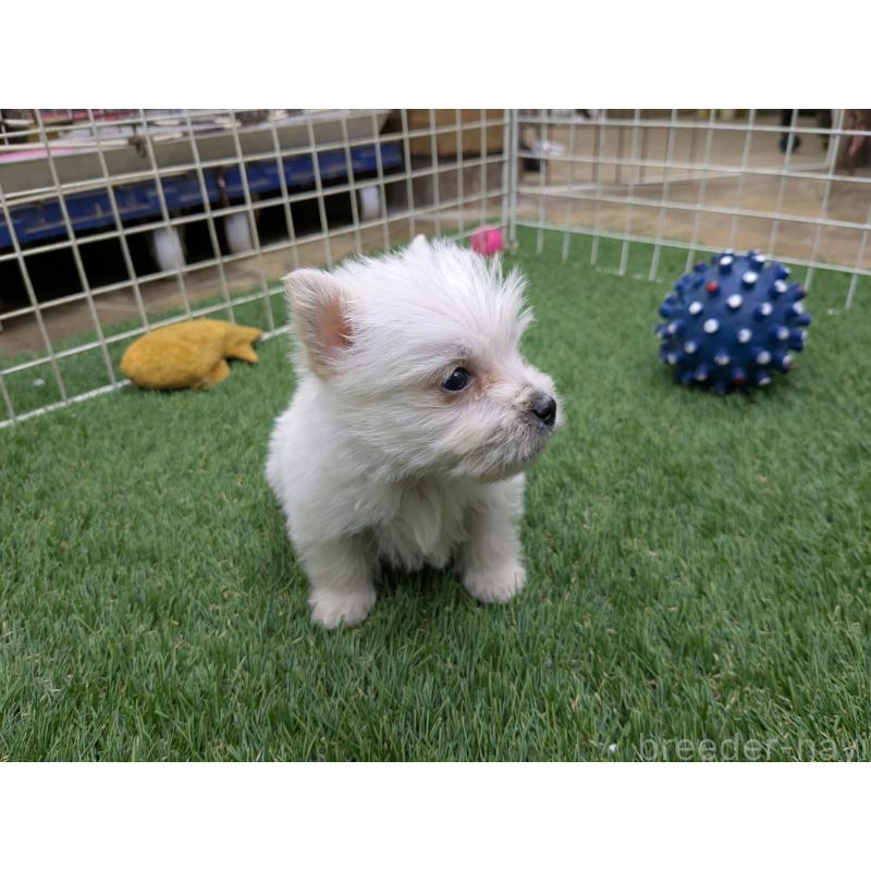 販売中の千葉県のミックス犬-435999の6枚目