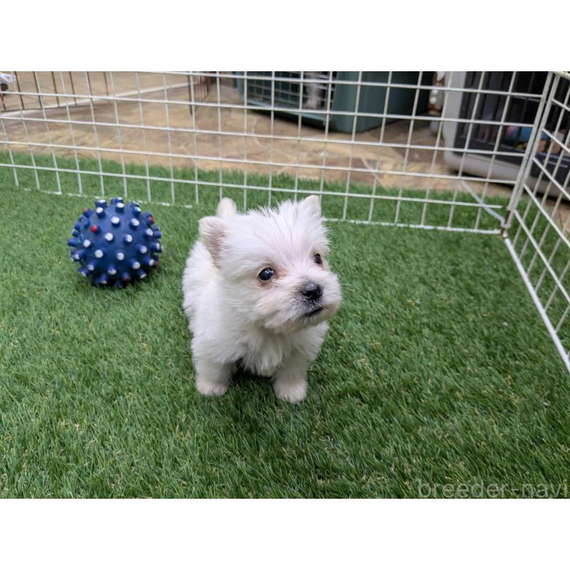 販売中の千葉県のミックス犬-435999の5枚目