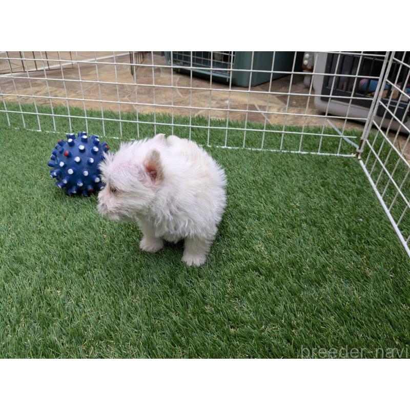 販売中の千葉県のミックス犬-435999の4枚目