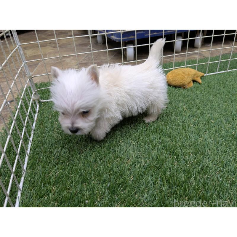 販売中の千葉県のミックス犬-435999の3枚目