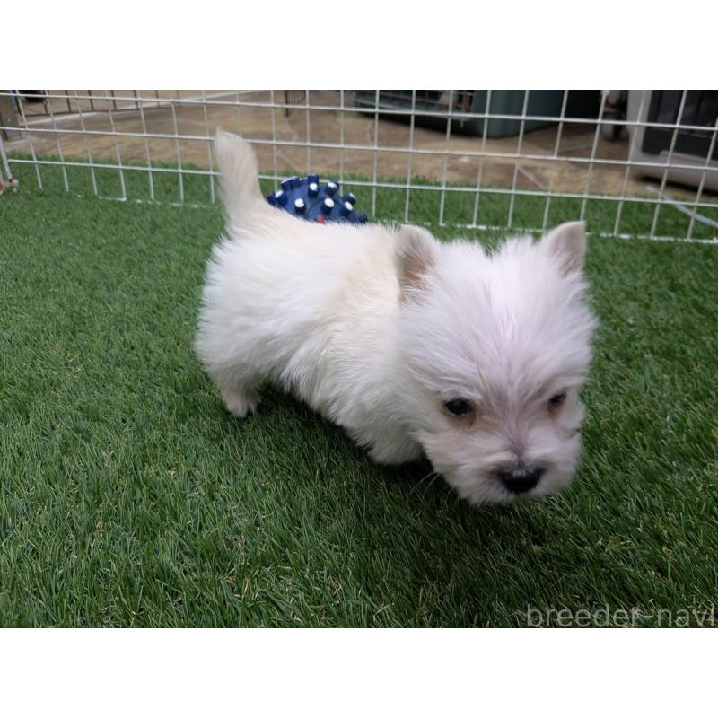 販売中の千葉県のミックス犬-435999の2枚目