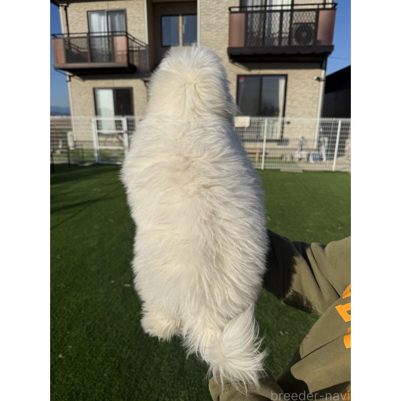 販売中の埼玉県のミックス犬-436001の9枚目