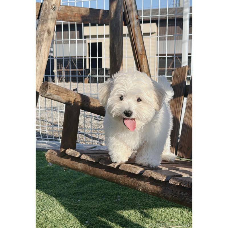 販売中の埼玉県のミックス犬-436001の8枚目