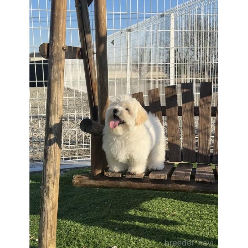 販売中の埼玉県のミックス犬-436001の7枚目