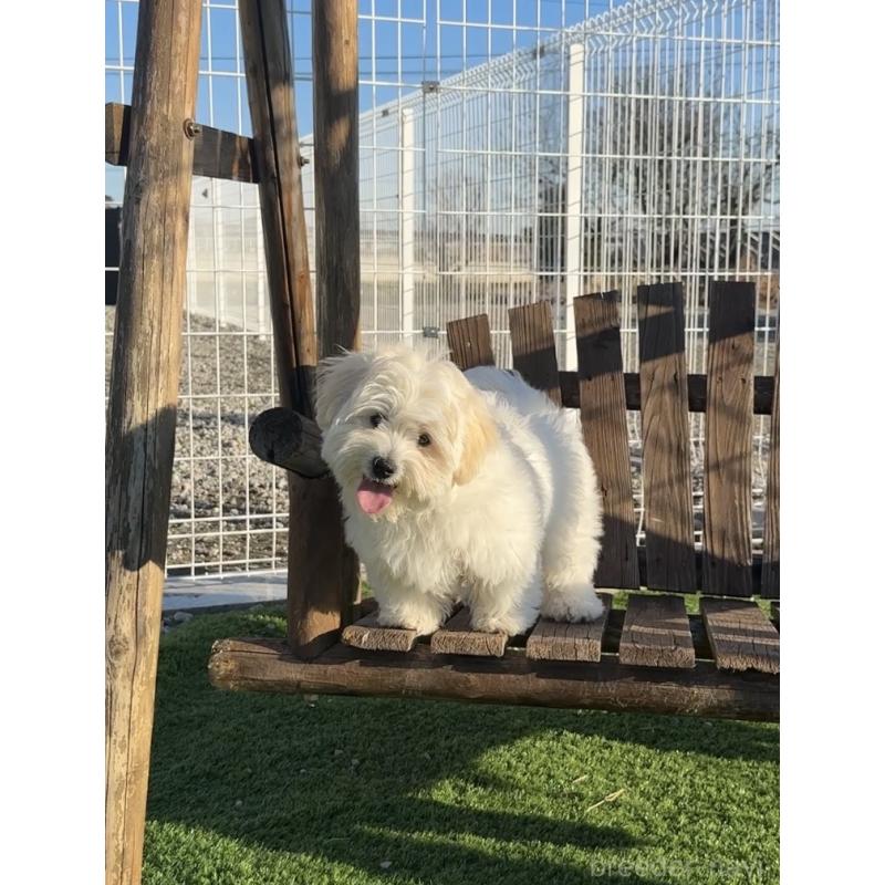 販売中の埼玉県のミックス犬-436001の6枚目