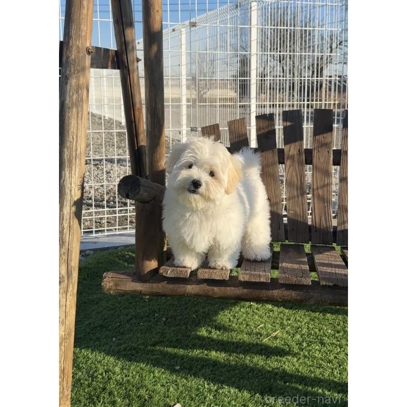 販売中の埼玉県のミックス犬-436001の4枚目