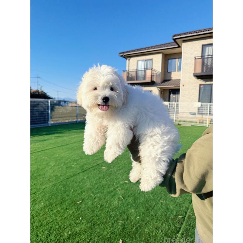 販売中の埼玉県のミックス犬-436001の3枚目