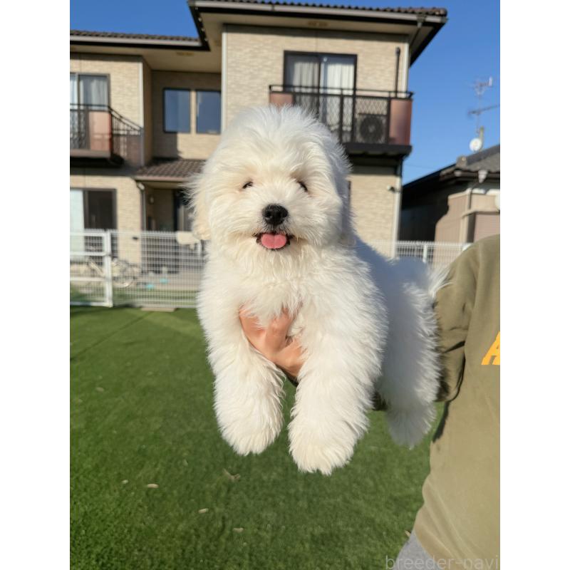 販売中の埼玉県のミックス犬-436001の2枚目