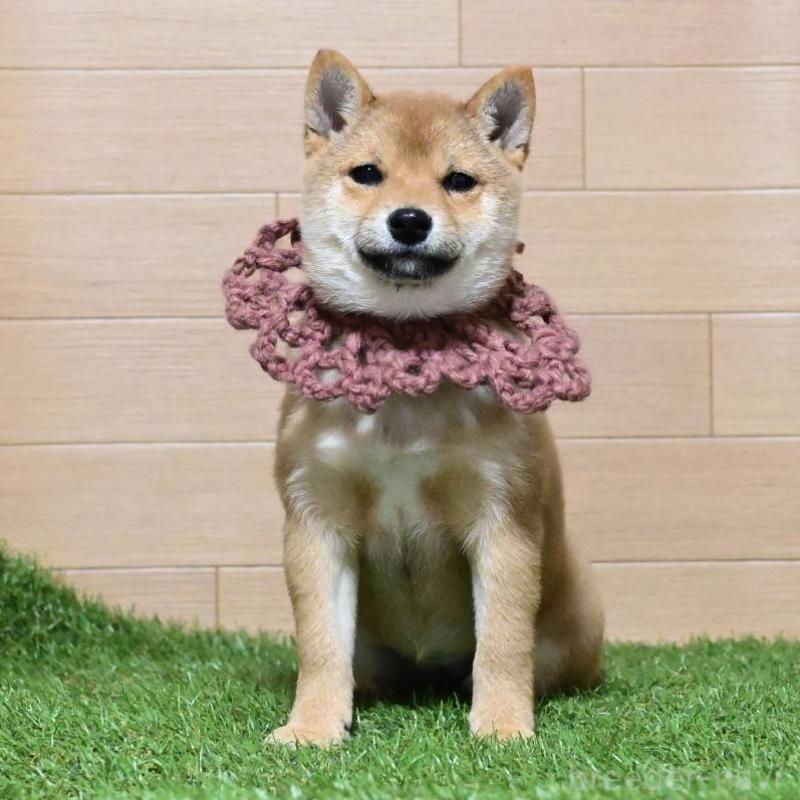 販売中の岡山県の豆柴-428010の1枚目