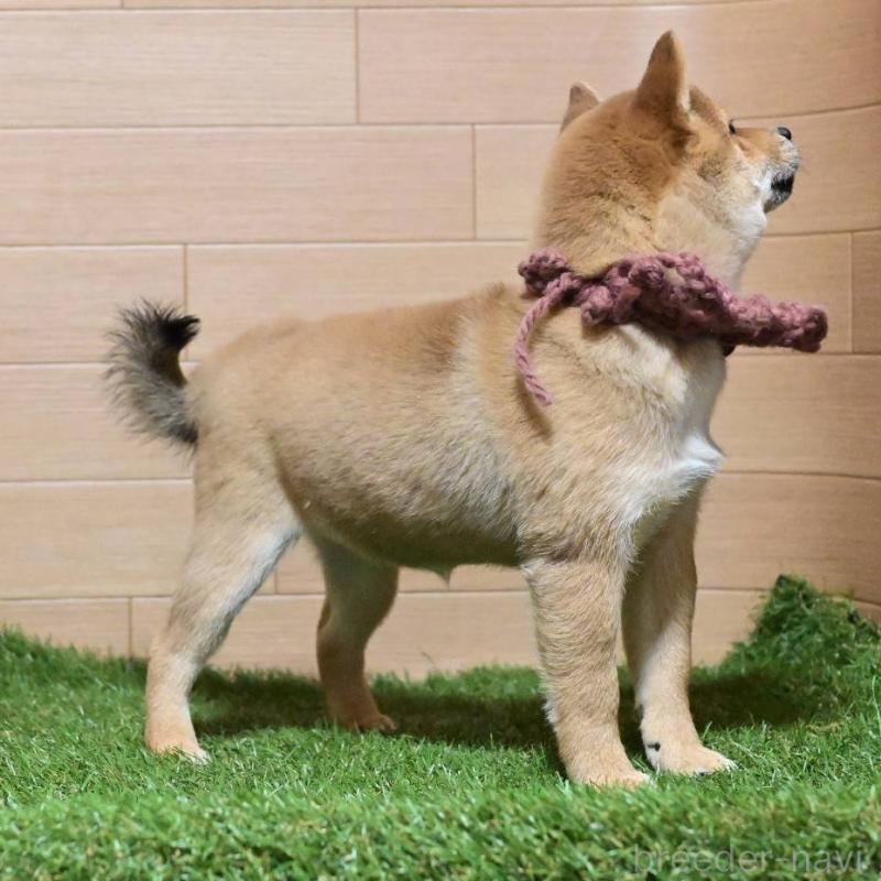 販売中の岡山県の豆柴-428010の2枚目