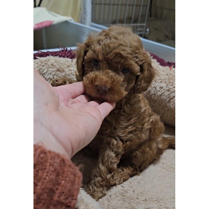 販売中の熊本県のタイニープードル-436006の7枚目