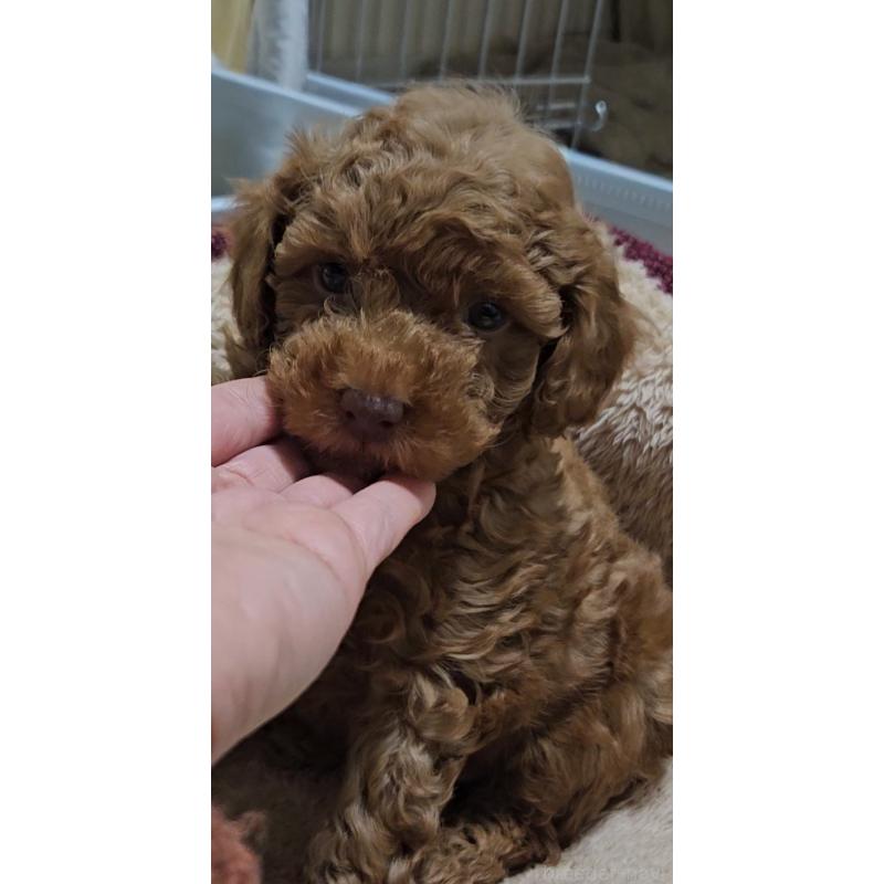 販売中の熊本県のタイニープードル-436006の6枚目