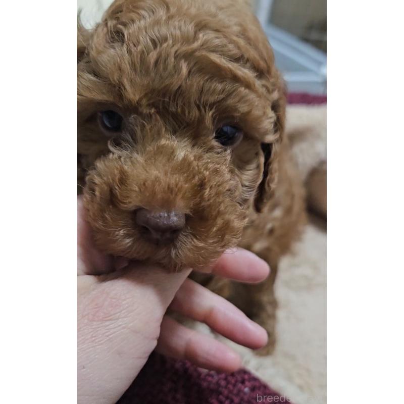 販売中の熊本県のタイニープードル-436006の5枚目