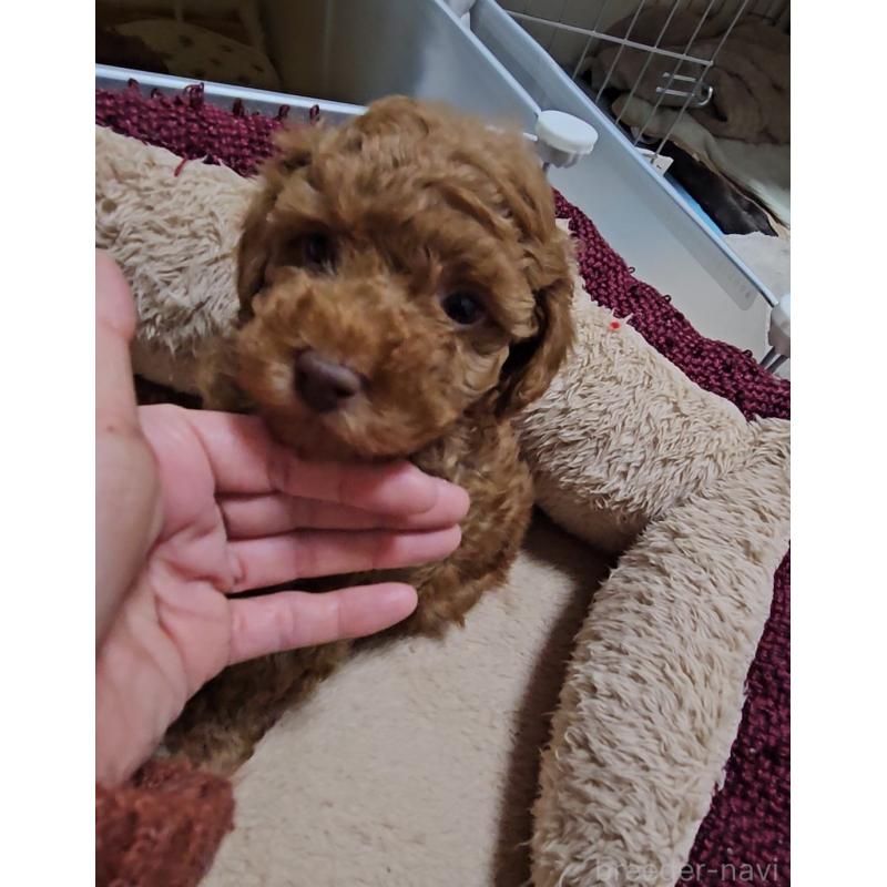 販売中の熊本県のタイニープードル-436006の4枚目