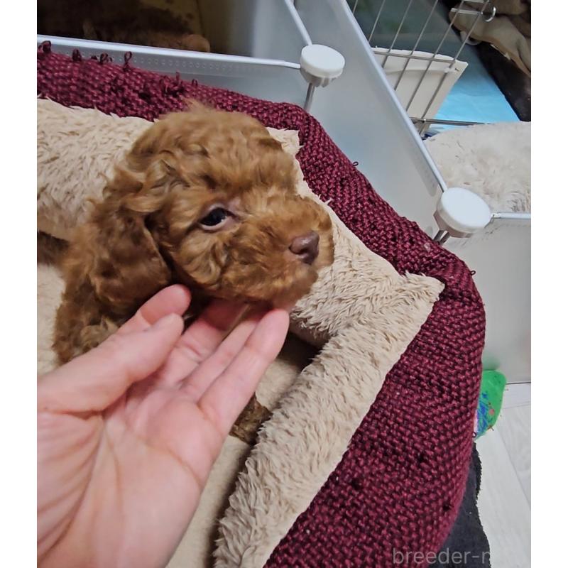 販売中の熊本県のタイニープードル-436006の3枚目