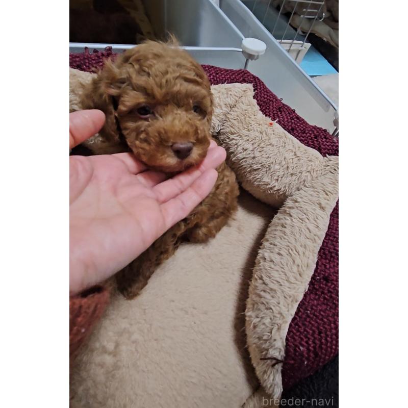 販売中の熊本県のタイニープードル-436006の2枚目